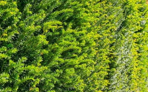 Ihr Garten verdient das Beste: Heckenpflanzen online bestellen bei Thelen