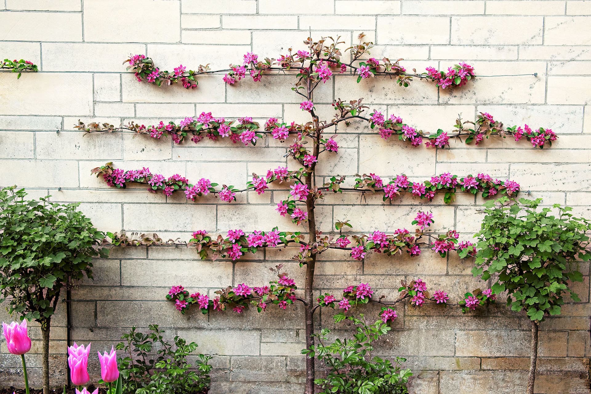 Die Kunst der Gartengestaltung mit Spalierbäumen: Formen, Pflege und Designideen