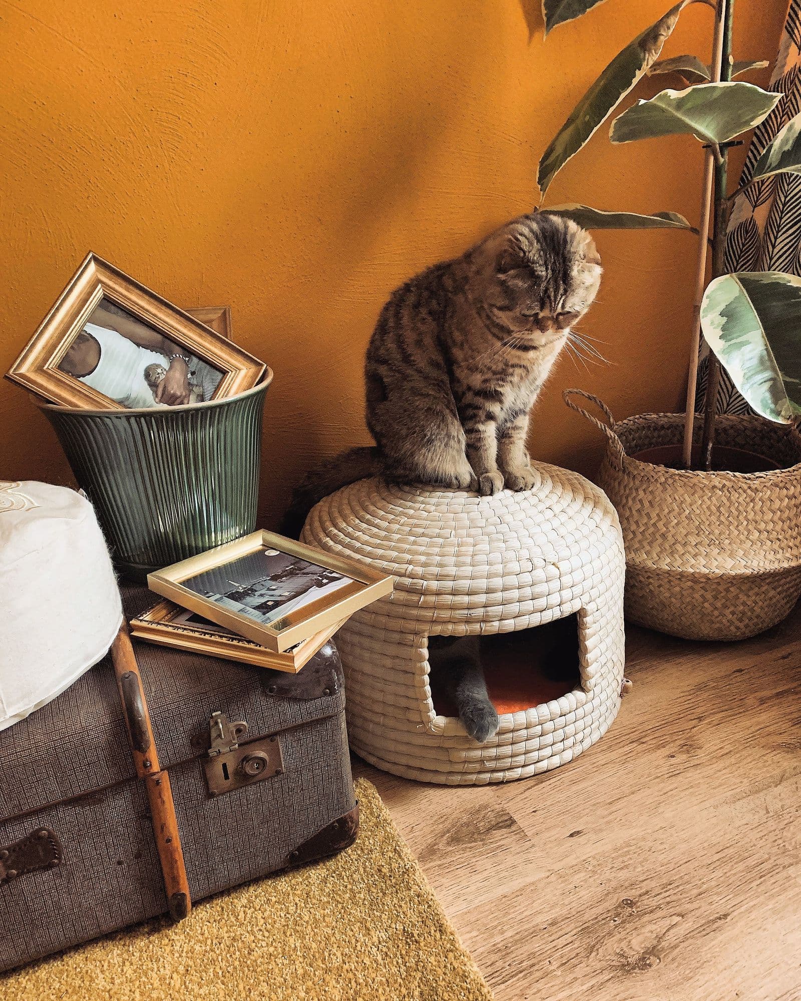 Nachhaltige Materialien: Umweltfreundliche Katzenkorben im Überblick