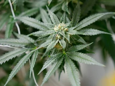 Direkt vom Breeder zu dir – Hanfsamen bestellen mit Frischegarantie