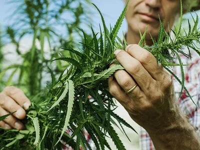 Die besten Seedbanks und ihre Marihuanasamen im Überblick