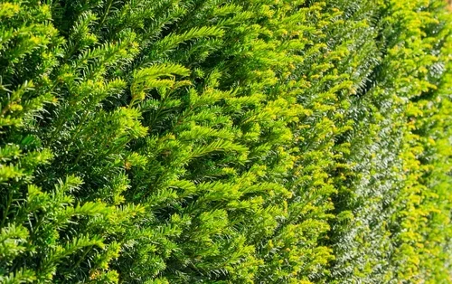 Ihr Garten verdient das Beste: Heckenpflanzen online bestellen bei Thelen