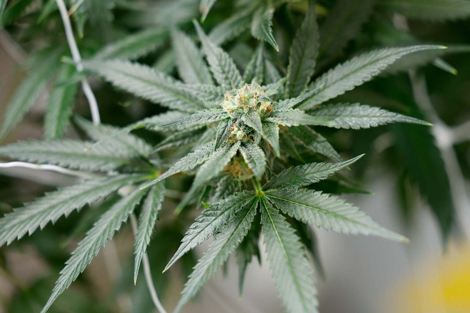 Direkt vom Breeder zu dir – Hanfsamen bestellen mit Frischegarantie