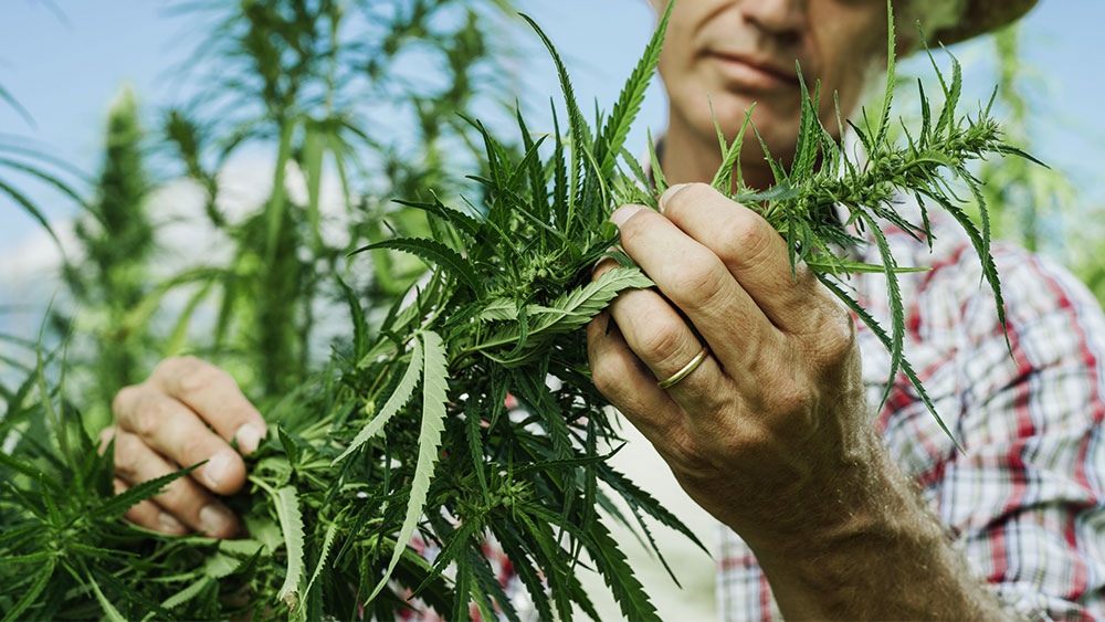 Die besten Seedbanks und ihre Marihuanasamen im Überblick